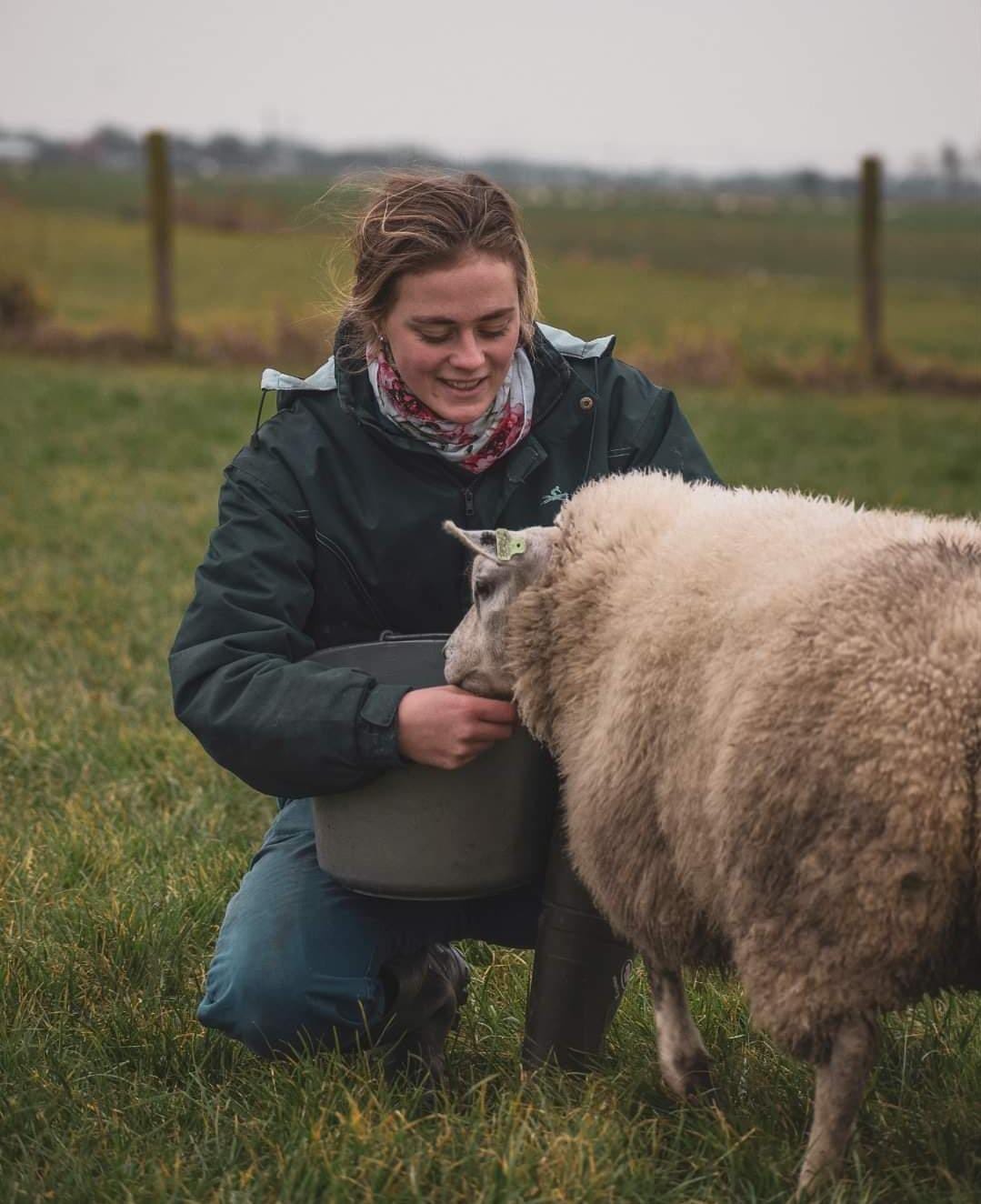 Donna met een schaap in het weiland