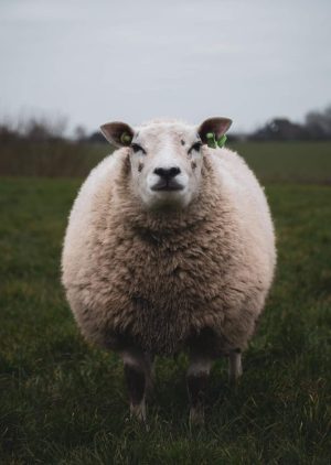 Schaap in het weiland