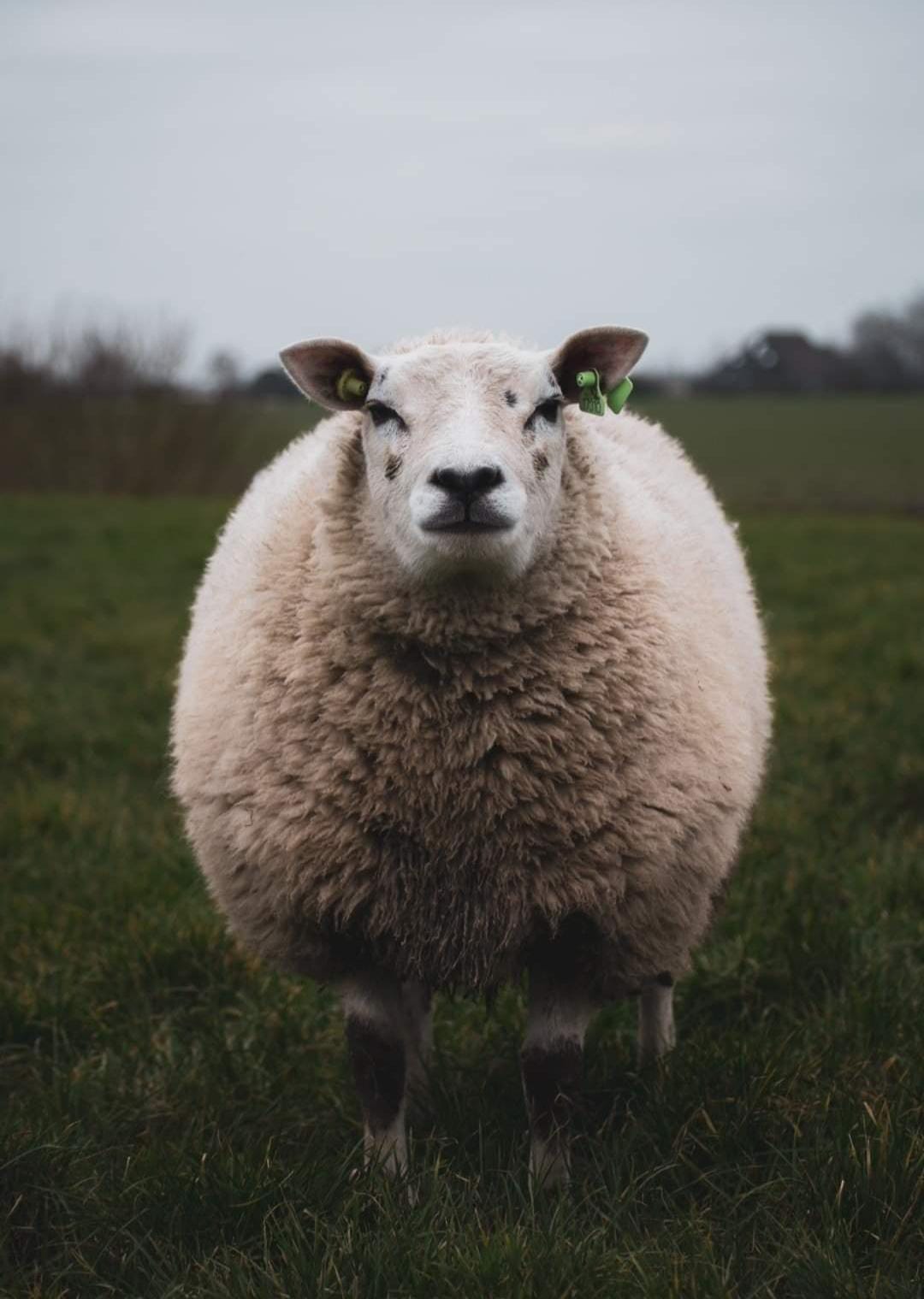 Schaap in het weiland