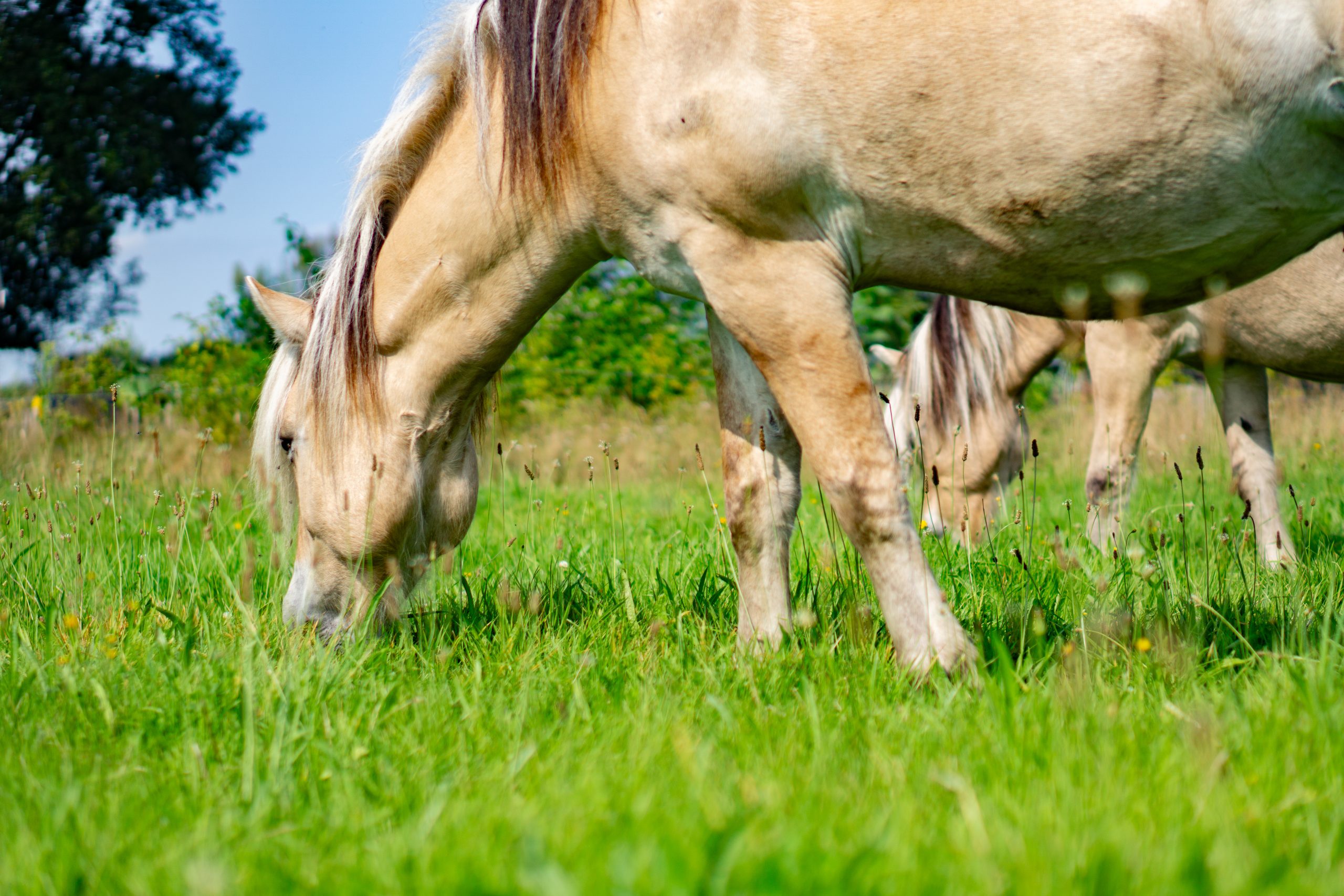 Paarden die grazen in de wei