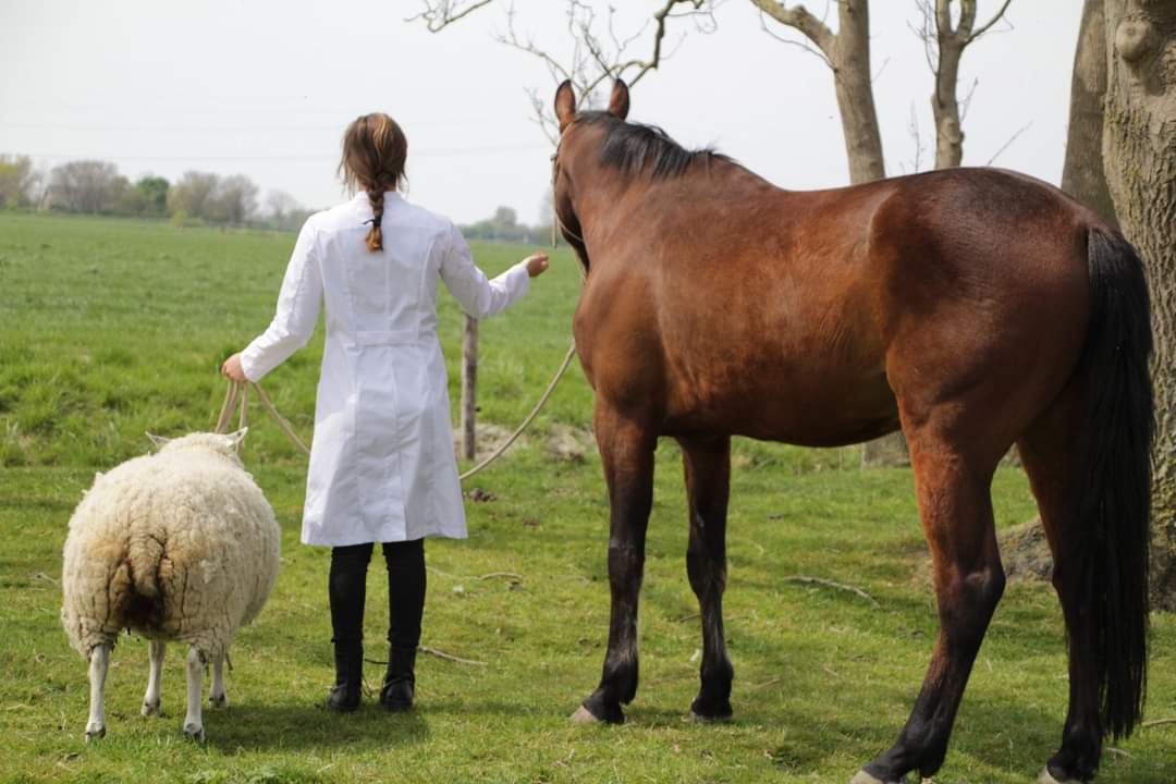 Donna in labjas loopt met een schaap en een paard over het land