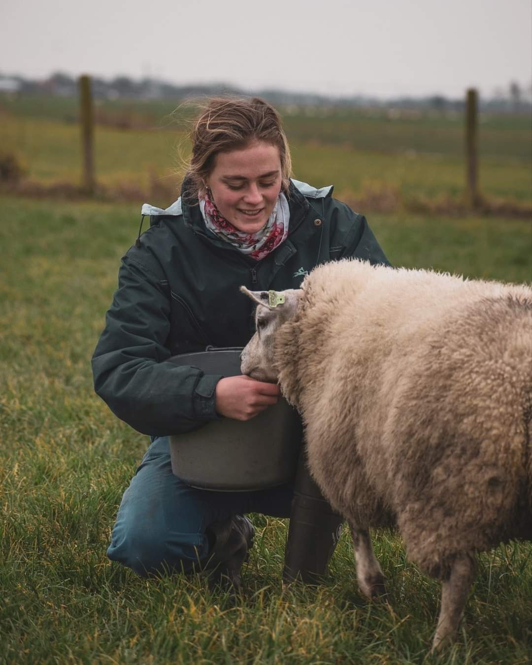 Donna geeft een schaap te eten
