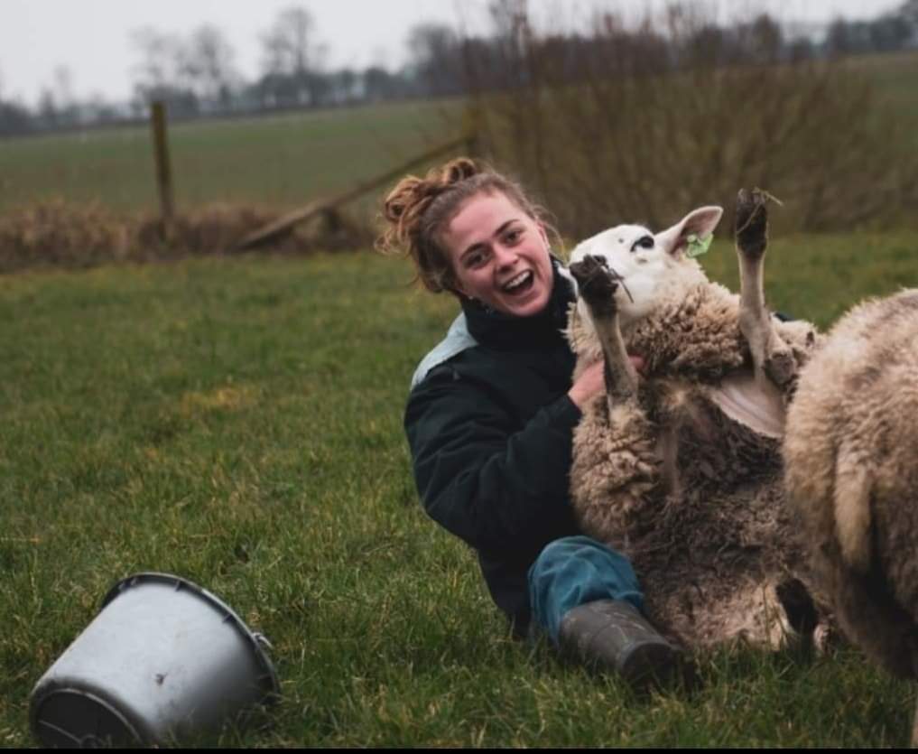 Donna knuffelt een schaap
